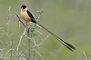 J17_0779 Shaft-tailed Whydah